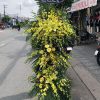 Miền cực lạc - HTL030
