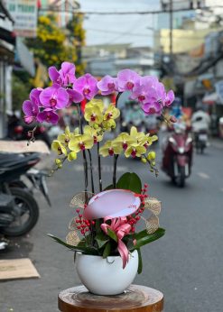Hồ điệp tím, vàng
