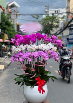 Lan hồ điệp cao cấp
