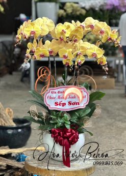 Chậu lan vàng 001